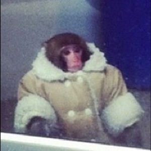 Meet your Posher, Zoie